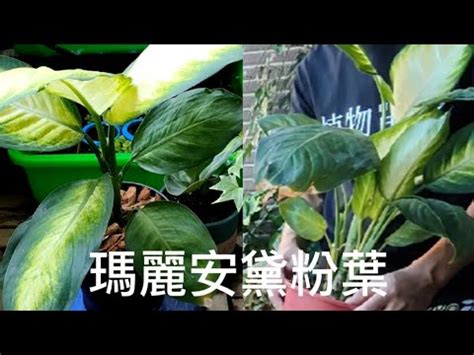 黛粉葉照顧|【黛粉葉照顧】黛粉葉養護必修攻略：種植、施肥、澆水、修剪一。